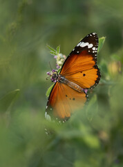 A plain tiger butterfly perched on a flower