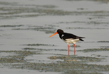 Portrait of a Oystercatcher at Arad coast of Bahrain