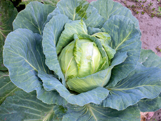 fresh head of cabbage in the garden