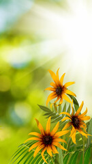 bouquet consisting of yellow flowers on a blurred green background.
