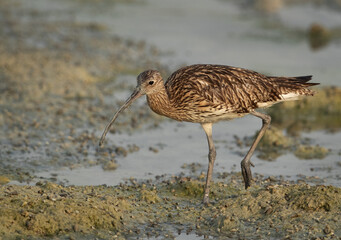 Eurasian curlew feeding at Arad coast, Bahrain