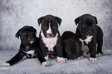 Black and white American Staffordshire Terrier dogs or AmStaff puppies on gray background