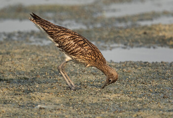 Eurasian curlew digging and feeding at Arad coast, Bahrain