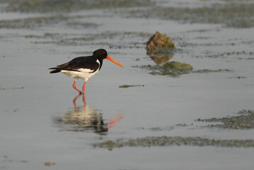 Oystercatcher feeding during low tide at Arad coast, Bahrain