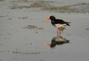 Oystercatcher perched on the coast during low tide, Bahrain