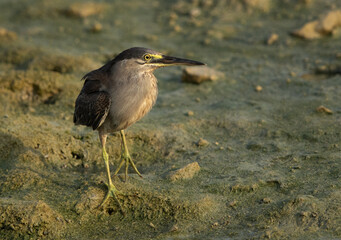 Closeup of a Striated Heron at Arad coast of Bahrain