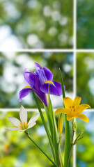 bouquet consisting of purple iris and yellow and white flowers on a blurred green background.