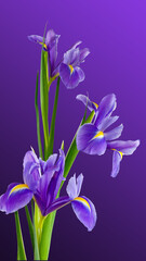 bouquet of irises on a purple background.