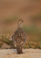 Closeup of a Grey francolin at Hamala, Bahrain