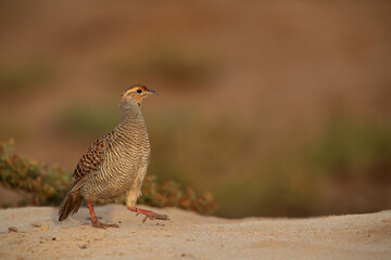 Portrait of a Grey francolin at Hamala, Bahrain
