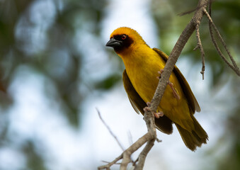 Ruppells weaver bird on tree branch, Bahrain