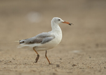 Closeup of a Sender-billed seagull at Tubli bay, Bahrain