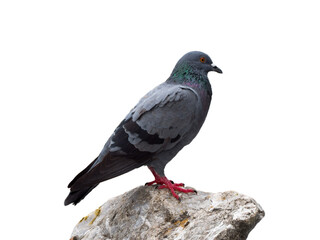 pigeon isolated on white background