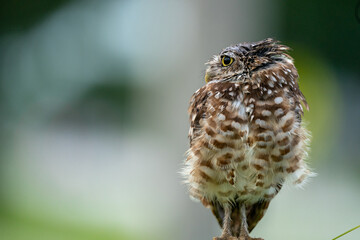 Burrowing owl wet and grumpy after the rain!