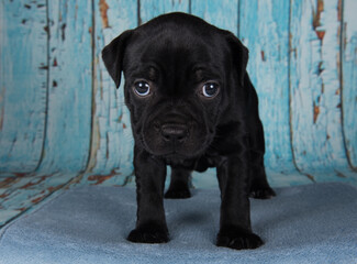 Black male American Staffordshire Bull Terrier dog or AmStaff puppy on blue background