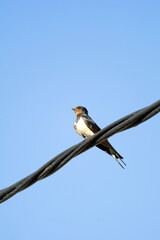 golondrina migratoria posada en un cable