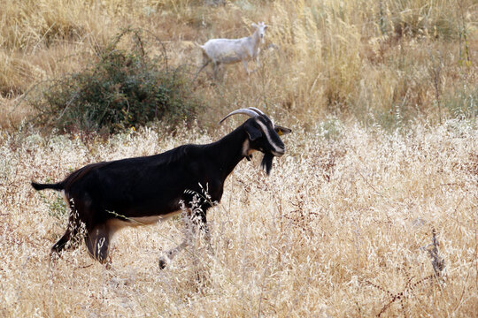 cabras domesticas sueltas en el monte pastando