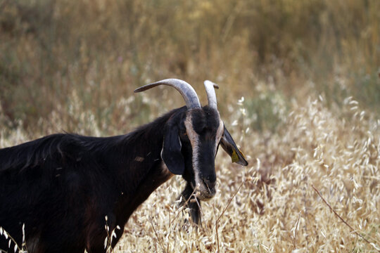 cabra de raza espa&ntilde;ola en ganader&iacute;a extensiva