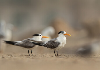 Greater Crested Terns perched on ground at Tubli, Bahrain