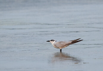 Portrait of a Gull-billed tern at Arad coast, Bahrain