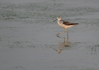Portrait of a Common Greenshank at Arad coast, Bahrain
