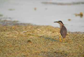 Portrait of a Striated Heron at Arad coast of Bahrain