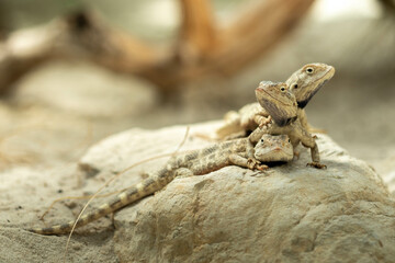 three lizards on top of each other
