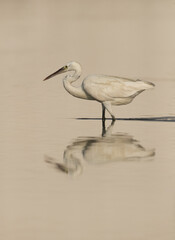 Western reef heron and dramatic reflection, Bahrain