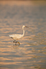 Western reef heron fishing at Maameer coast, Bahrain