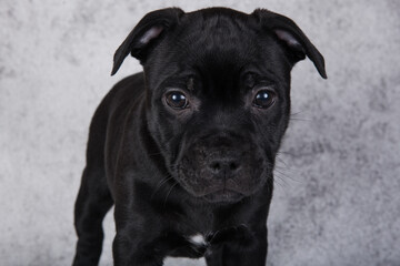 Black female American Staffordshire Bull Terrier dog puppy on gray background