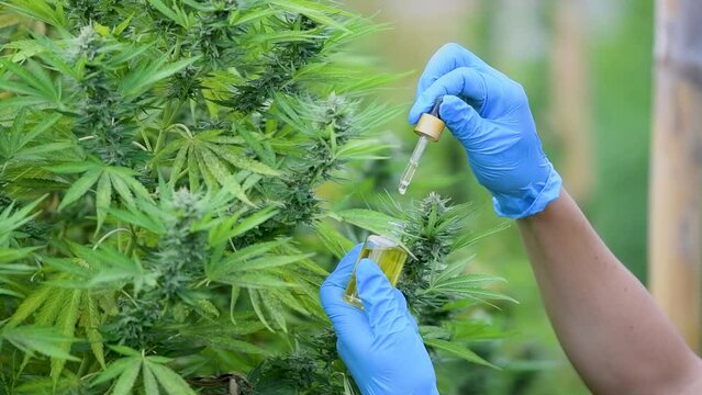 CBD hemp oil, drip, bio-medicine and ecology, hemp plant, herb, medicine, cbd oil from medical extraction