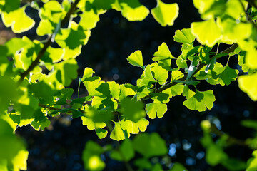 Ginkgo Biloba leaves illuminated by back light sun on a branch of the maidenhair tree with veins, structures and details close up, isolated on black. Gingko is a symbol for Hope and Friendship. 