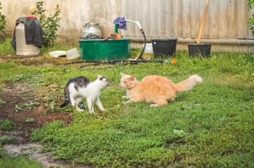 Battle of fighting cats in movement