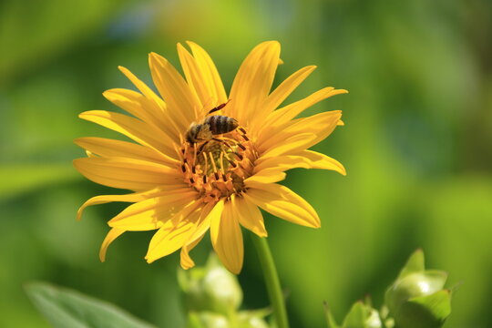 Blüte der durchwachsene Silphie mit einer Biene