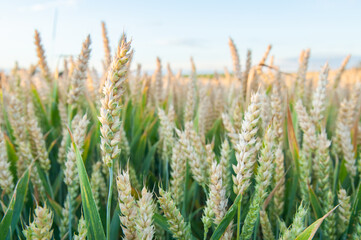 Ripening wheat in the field. Ears. Farming. Agriculture. The concept of healthy organic food.