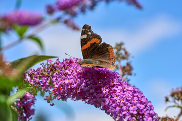 Red Admiral butterfly, papilio atalanta sitting on  a sweet butterfly bush