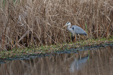 Héron cendré à l'affut dans une roselière (Ardea cinerea)