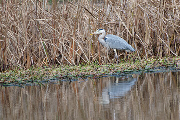 Héron cendré à l'affut dans une roselière (Ardea cinerea)