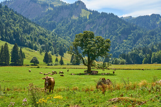 cattle herd on a  pasture with an old  mountain maple tree in the Gunzesried valley, Allgaeu Alps, Bavaria, Germany

