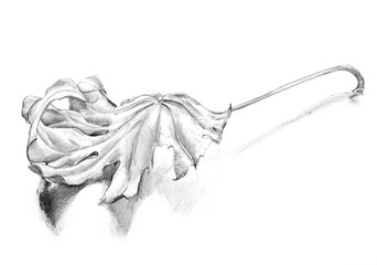 Leaf sketch series: from different angles and styles