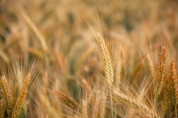 Ripening rye in the field. Ears. Harvest. Agriculture. The concept of organic healthy food.