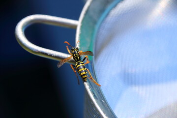Wespe krabbelt auf einem Ring aus Metall  © Horst Bingemer