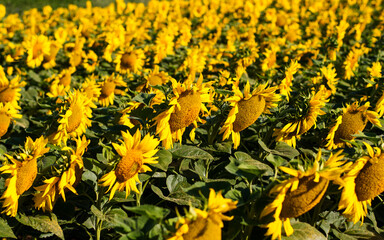 Panorama of sunflowers. Many sunflowers bloom in summer. - 522803988
