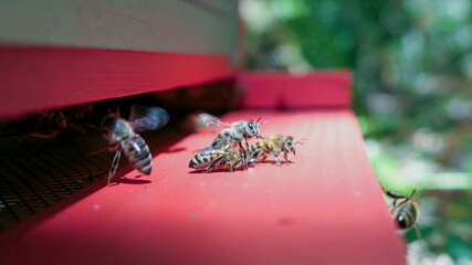 Genetic extinction of the buckfast bee