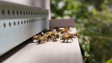 Guardian bees placed in front of the hive entrance