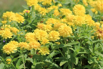 Yellow terry zinias on a flowerbed on a blurry background