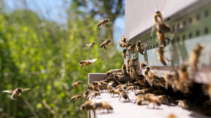 Belle activité d'abeilles butineuses devant une ruche en été
