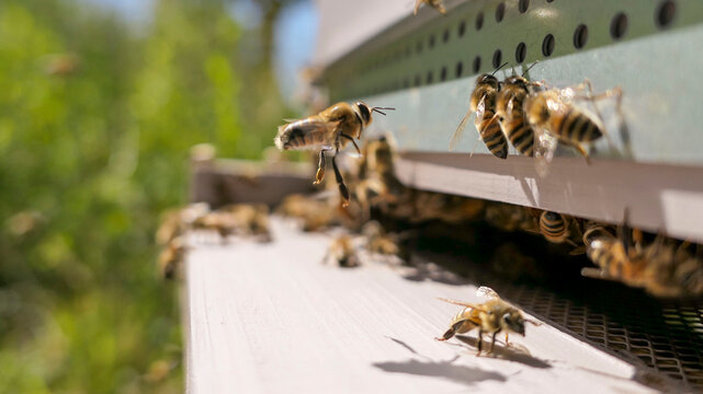 Cluster bees looking at the asian hornet