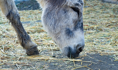 PORTRAIT OF WHITE OR GREY DONKEY'S PAW AND HEAD
