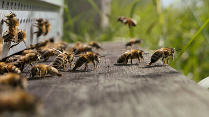 Abeilles gardiennes défendant l'entrée de la ruche contre les frelons asiatiques